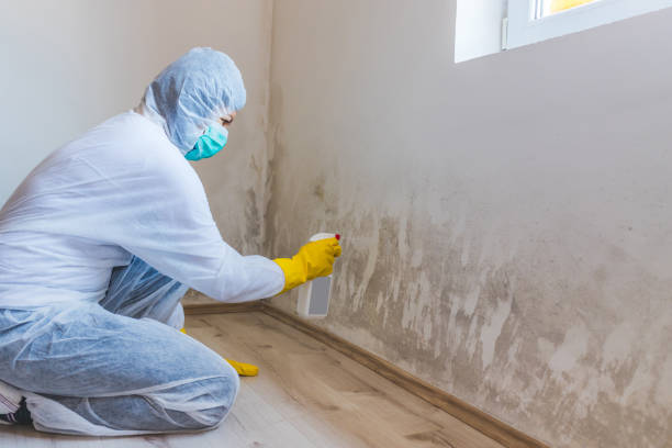 Black mold inspection in Long Branch